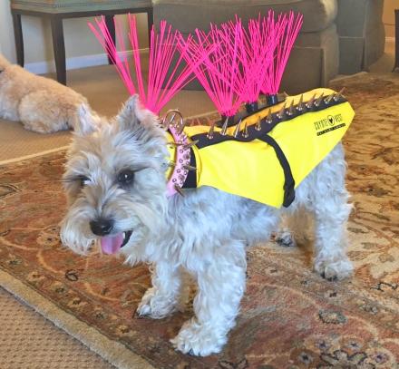 These Ingenious Spiked Dog Harnesses Protect Your Pooches Against Coyotes and Birds of Prey