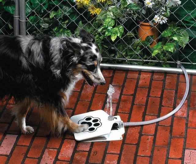 Push Pedal Drinking Fountain For Your Dog