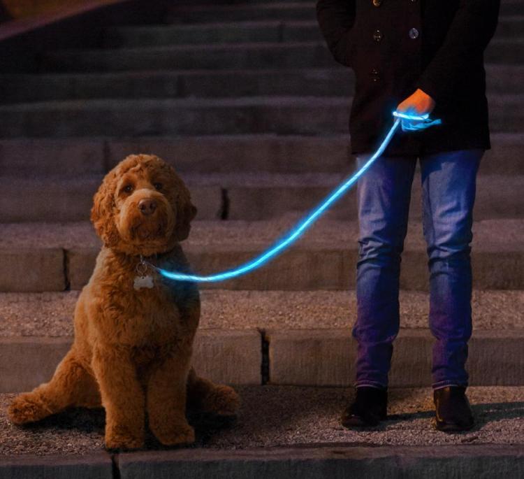 LED Light Up Dog Leash Gets You Easily Seen During Night Walks
